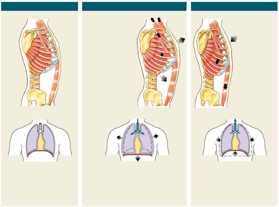 IN RUST Pleurale holte Mediastinum INADEMING m. sternocleidomastoideus Voorste en middelste m. scalenus m. pectoralis minor m. serratus anterior m. Intercostalis exterior Middenrif UITADEMING m.