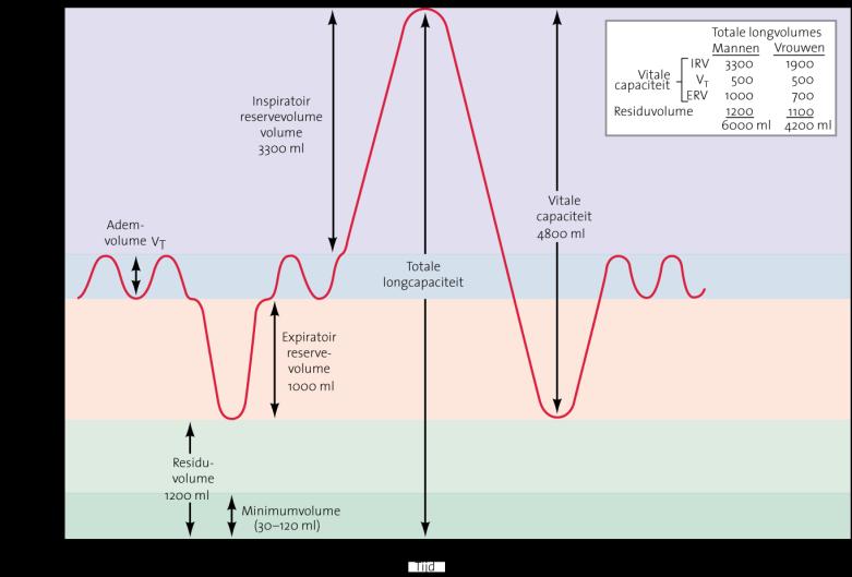 Figuur 15-11 Gasuitwisseling Externe ademhaling Diffusie van gassen