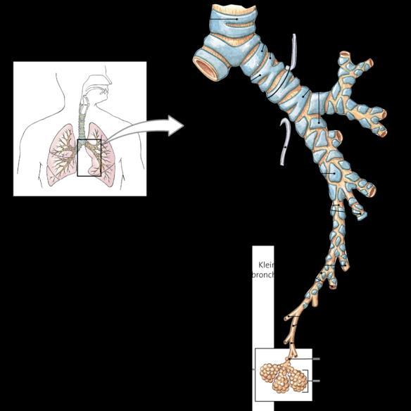 De bronchioli Geen kraakbeen Diameter < 1,0 mm Terminale bronchioli voeren lucht naar één longtrechtertje De activiteit van de gladde spieren in de wand wordt gereguleerd door AZS Sympathische