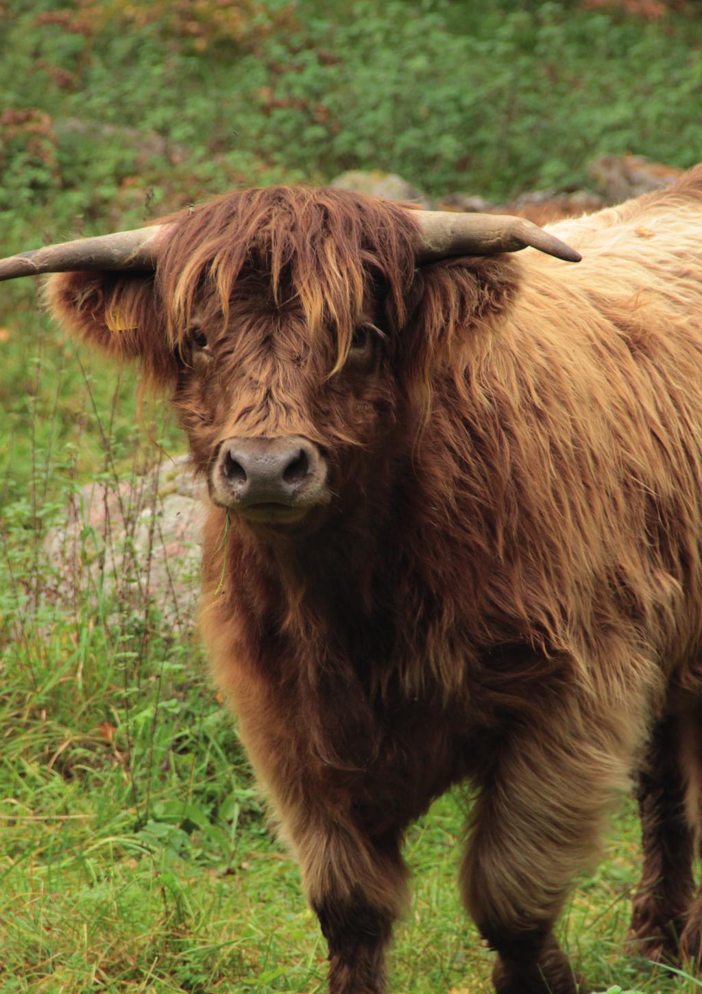 Gebruik chemische middelen bij vee in relatie tot biodiversiteit op