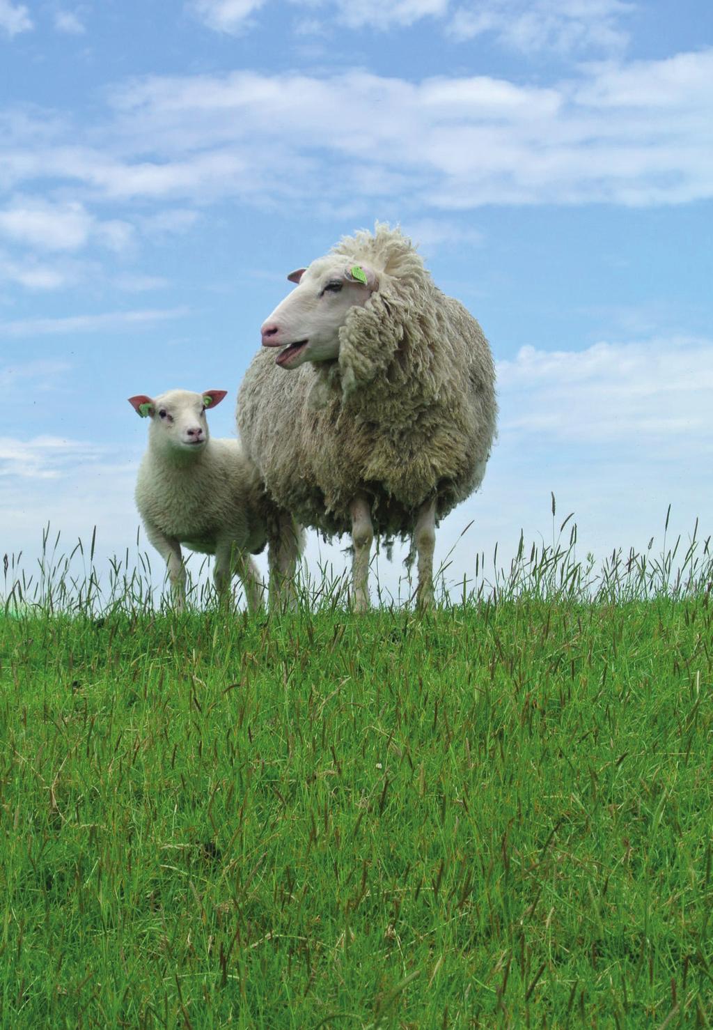INLEIDING Deze folder heeft als doel om het gebruik van diergeneesmiddelen en biociden bij rundvee, schapen en paarden te verminderen.