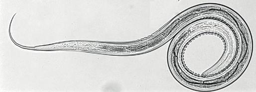 schapen zijn voorjaarworm (Nematodirus battus) Foto: Concophora, Wikimedia Commons en rode lebmaagworm (Haemonchus contortus) de gevaarlijkste maagdarmwormen.