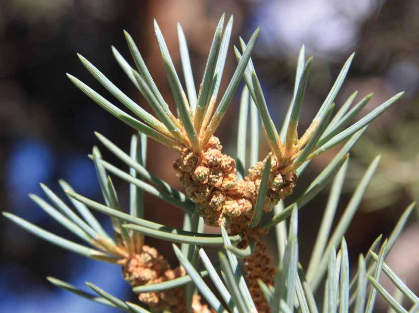 Pinus monophylla, naalden en bloeiwijze In DEN beginne Het Geslacht Pinus verdient de volle aandacht Een beetje Bijbels, de kop boven het tweede deel van het Mauritz-feuilleton over Pinus.
