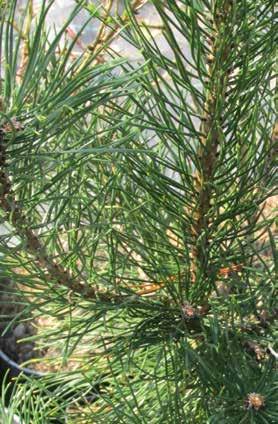 Pinus nigra 'Pyramidalis' Pinus peuce, volwassen boom Pinus nigra 'Pyramidalis', naalden gekeurd worden. Altijd weer een mooie ervaring en belevenis.
