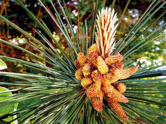 Pinus nigra, manlijke bloemen blijven in wat nu Zuid-Korea heet. In het land van herkomst vormt de soort een grillige boom van 5 tot 18 m hoogte. In cultuur geldt de min 25%-regel van JP, dus ca.