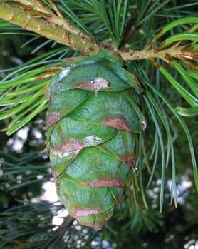 Pinus parviflora, kegel met ook nog de nodige cv s. Dit alles om aan te geven hoe omvangrijk het geslacht Pinus is.