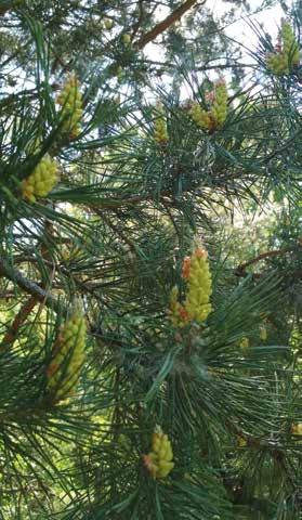 Deze Pinus groeit zelfs onder extreme omstandigheden, is bijzonder winterhard, goed bestand tegen (zee)wind en ongevoelig voor luchtvervuiling, waardoor gebruik aan de kust en op industrieterreinen