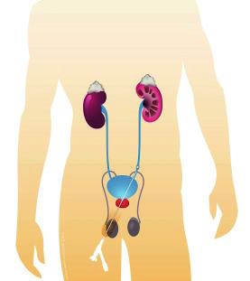 Figuur 1 Figuur 2 GEBRUIKT U BLOEDVERDUNNENDE MEDICIJNEN? Mensen die bloedverdunners gebruiken, moeten dit voor de operatie aan ons doorgeven.