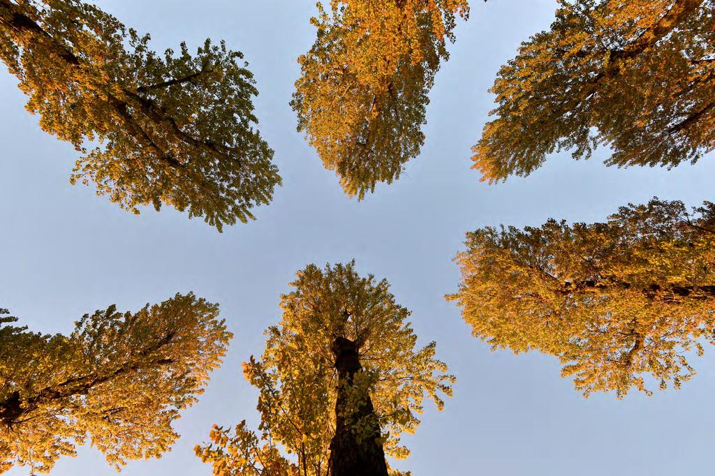 Edmunda en Annushka Opgroeien aan de Middenweg De bomen zijn weg hè? Ja, de bomen zijn weg. Ik had er altijd een hekel aan, vroeger. Ja, ik eigenlijk ook. Altijd wind en overal bladeren.