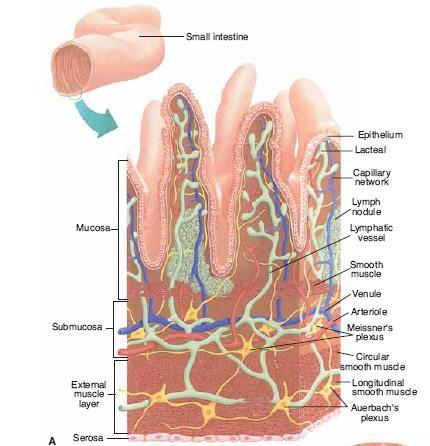Histologie rectumwand Mucosa - epiteliale cellen - lamina propria - muscularis mucosa