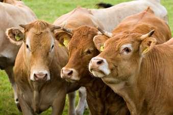 Advies vleesveebedrijven Per 1 januari: 15% IBR-vrij = overige bedrijven (inclusief 7% jongveeopfokkers)
