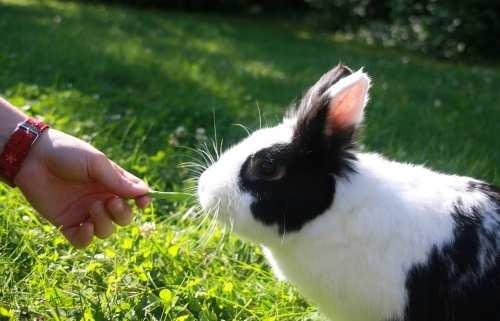 Het virus kan overgaan op een konijn als het in contact komt met een mens, dier of insect dat het virus draagt.