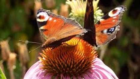 En zo ontmoet ik de bloesem, de vlinders en de bijtjes die al volop zoemen en ook op deze heerlijke geuren en kleuren afkomen.