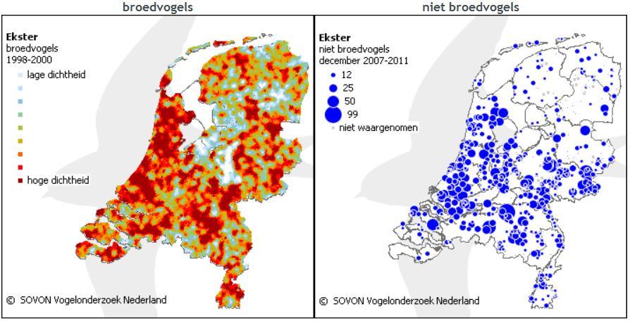 Als echte standvogels blijven volwassen eksters het hele jaar binnen de grenzen van hun territorium, tenzij ze verhuizen naar een naastgelegen territorium met een hogere kans op broedsucces.