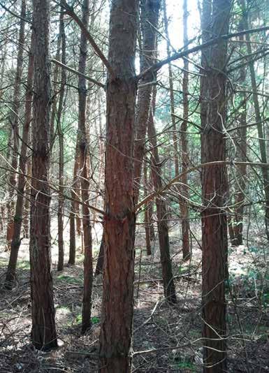 Luisterpunt L3 tijdens het lopen over deze half verharde boslaan. U ziet hier en daar kegelvormige, groenblijvende bomen staan.