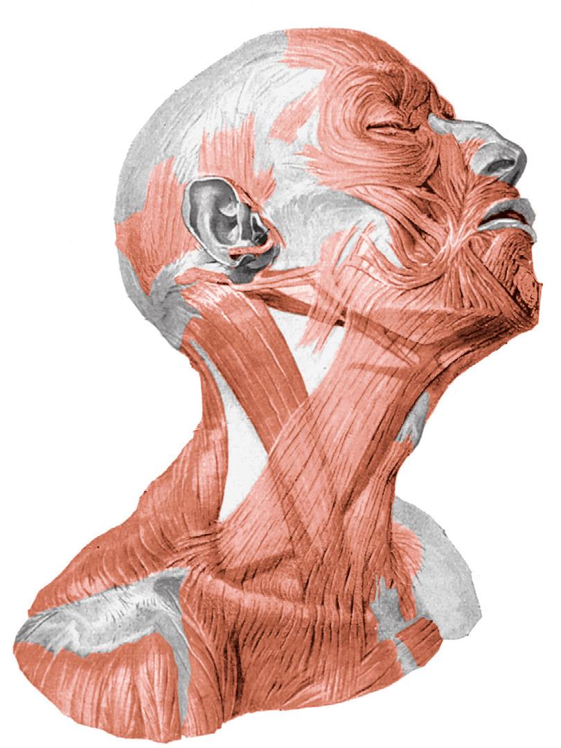 Halsspieren 1 3.1 Oppervlakkige hals- en gezichtsspieren, aanzicht rechts-lateraal. [12] Venter frontalis van de m.