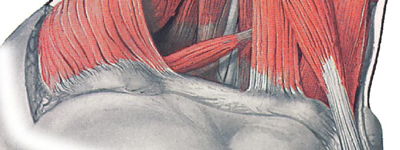 scalenus anterior Venter superior Venter inferior M. omohyoideus M.