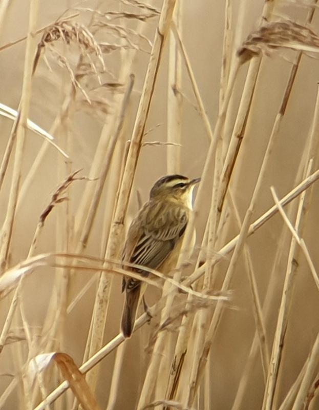 Rietzanger Bovenmeent Naardermeer. Ook de rietzanger was alweer gearriveerd en liet zijn krassende zang horen.