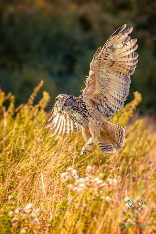 Beginnerstips om roofvogels te fotograferen - de wereld van roofvogelfotografie Patrick de Graaf 27 september 2016, 13:00 Natuurfotograaf Patrick de Graaf heeft een uitgebreid to-do-lijstje met