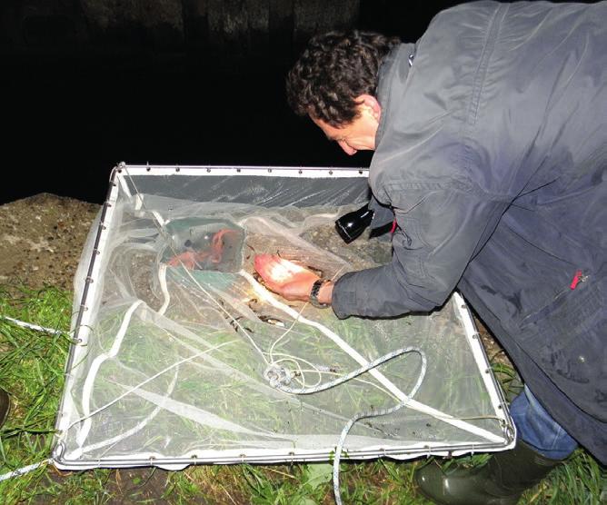 Monitoring trekvissen in Noordzeekanaal e.o. In 2014 is gestart met het monitoren van trekvissen langs het Noordzeekanaal middels kruisnetten. Ruim 40 personen hebben de monitoring uitgevoerd.