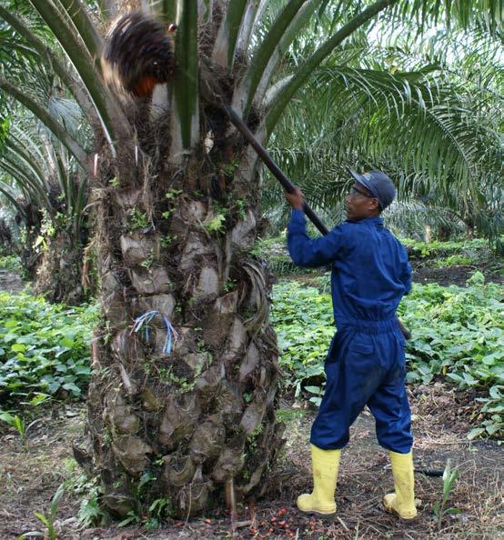 6 Energy & Resources SIPEF Bij SIPEF (AvH 31,59%) leidden ongunstige weersomstandigheden in het eerste kwartaal 2019 tot een daling van de totale palmolieproductie met 5,75% tot 73.692 ton (1Q18: 78.