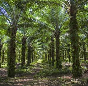 In het totaal daalde het geproduceerde palmolievolume in Indonesië met 2,8% tegenover het eerste kwartaal van 2018. Het regenseizoen in Papoea-Nieuw-Guinea is lang en intens geweest.