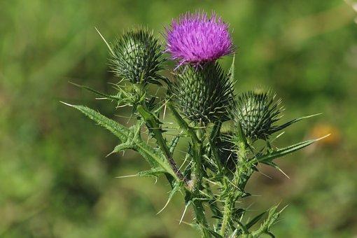 zoet drinksap zoet Distel stengel