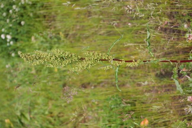 Veldzuring LET OP blad, zaad - zure smaak