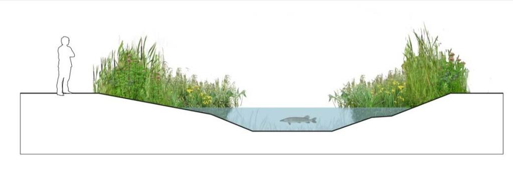 30 50 % begroeiing nat profiel, 10-50% oevervegetatie - Minimaal 30% en maximaal 50% aan ondergedoken waterplanten, - Minimaal 10% en maximaal 50% van de waterbreedte is begroeid met oevervegetatie.