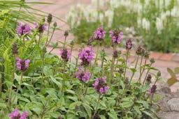Salvia nemorosa Caradonna - Bossalie / bloeit mei tot juni Alchemilla mollis Robustica - vrouwenmantel Bodembedekkend / bloeit mei tot aug.