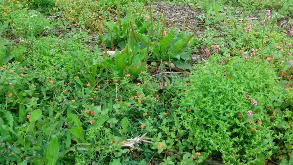 zeldzaam ten westen van de greppel. Verder werd in het oostelijk deel van het plangebied op enkele plekjes de rode lijst soort eironde leeuwenbek aangetroffen.