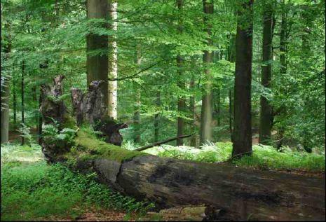 Dood hout in het bos Regelmatig zie je in het bos dode takken liggen, of omgevallen boomstammen die aan het wegrotten zijn. Ideaal bevat een bos 10-15 % dood hout, liggend of staand.
