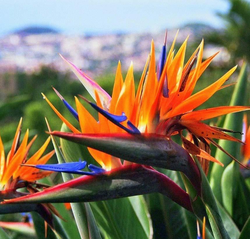 DEELNAMEPRIJS 949 euro per persoon WANDELEN EN GENIETEN OP HET BLOEMENEILAND Madeira Welkom op Madeira, een subtropisch eiland in de Atlantische