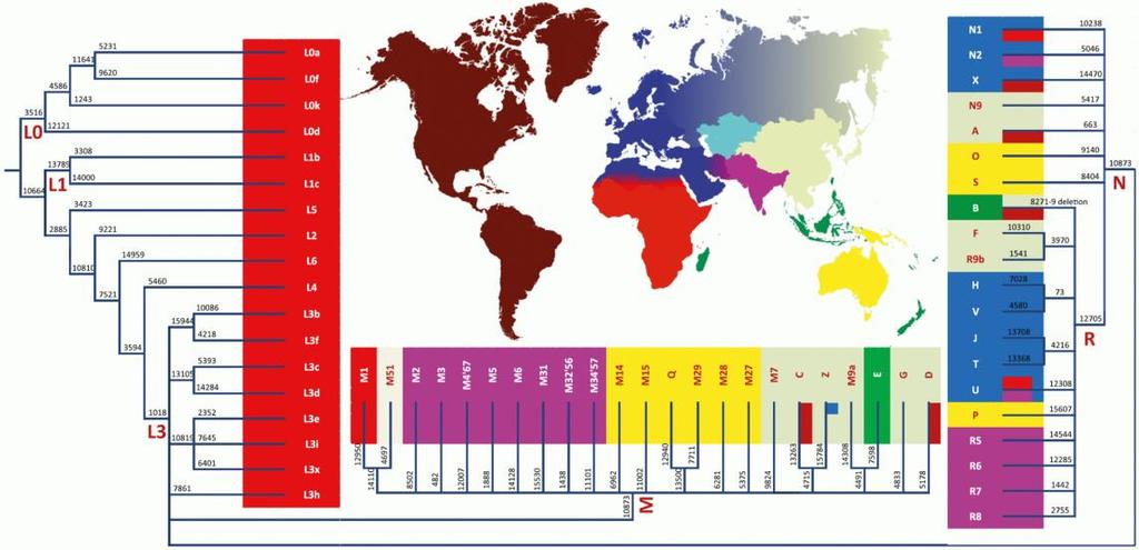 mtdna Haplotree https://en.wikipedia.org/wiki/human_mitochondrial_dna_haplogroup#/media/file:tdna_haplogroup_tree_and_distribution_map.