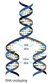 Cel kern chromosoom DNA 5 Duplicatie van het DNA 4 bouwstenen