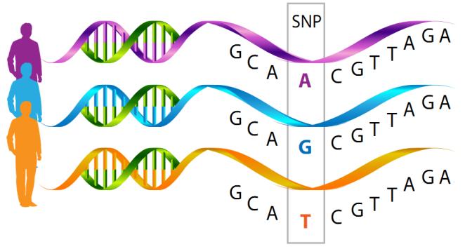 DNAardigheden Individuele verschillen tussen mensen worden veroorzaakt door slechts ± 0,5% van hun DNA Twee belangrijkste