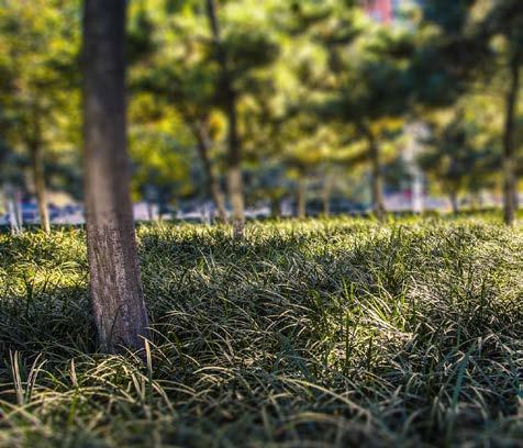 Bomen kappen Om de werkzaamheden uit te kunnen voeren is het noodzakelijk bomen te kappen. Op dit moment inventariseren we welke bomen gekapt worden.