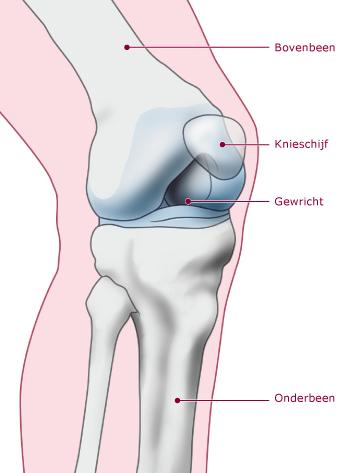 Reuma Knieoperaties Het kniegewricht Het kniegewricht is een scharniergewricht. Het bestaat uit twee botdelen: het bovenbeen en het onderbeen.