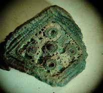 Wanneer bij archeologisch onderzoek in het Waasland bronzen, tinnen, loden of ijzeren voorwerpen worden ontdekt, blijkt steeds dat het oppervlak van deze archeologica door corrosie is aangetast.