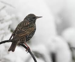 Je leest meer waarom vogels hulp nodig hebben. Je leest wat voor soort eten je kunt geven.