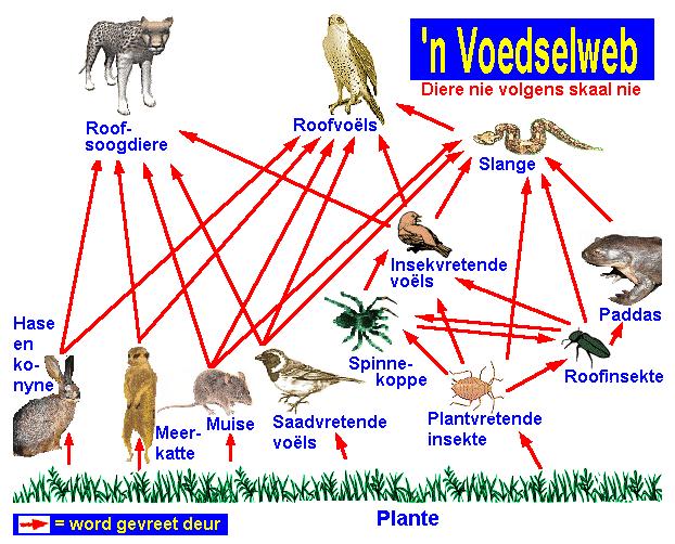 Figuur: voorbeeld van een voedselweb. In dit voedselweb zijn voedsel-relaties tussen Zuid-Afrikaanse dieren getekend. (Daarom ook de vreemde spelling!).