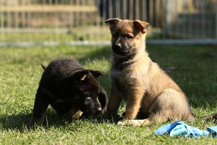 Op zoek naar een pup? Onderstaande kennels hebben momenteel pups. Voor meer informatie over de combinaties, neem contact op met de kennels of kijk op de puppypagina van de VVDH. Von Ginahof Dhr.