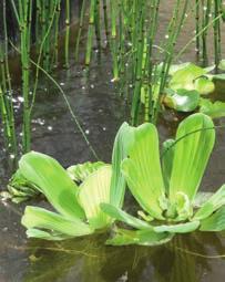 8,49 6,99 Zorg voor voldoende zuurstofplanten