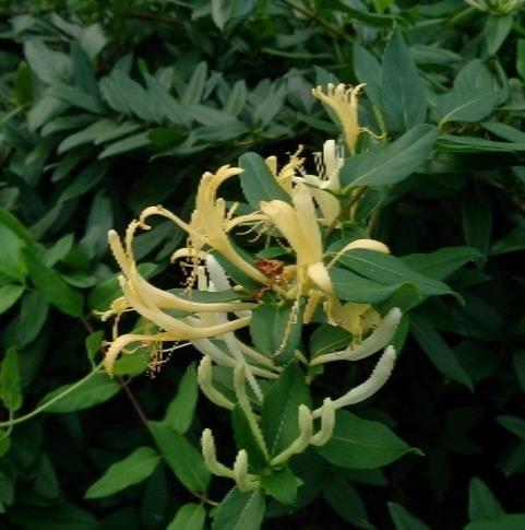 Lonicera japonica Name English Dutch Max.