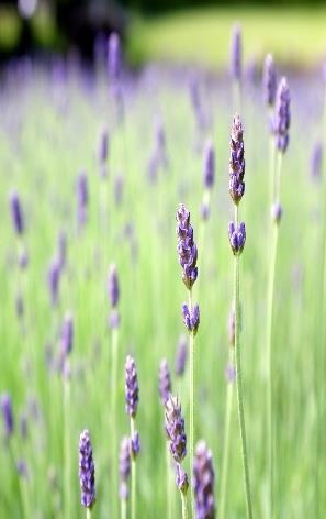 Non-edible plants Lavandula officinalis Name English Dutch Max.