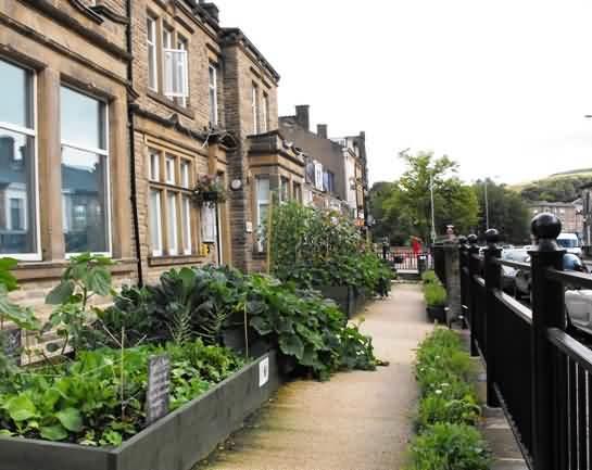 On the platforms of the railway station, different kinds of herbs are grown in smaller planters (Figure 16; Figure 17) (144). Figure 16 - Planters in streets of Todmorden, England.