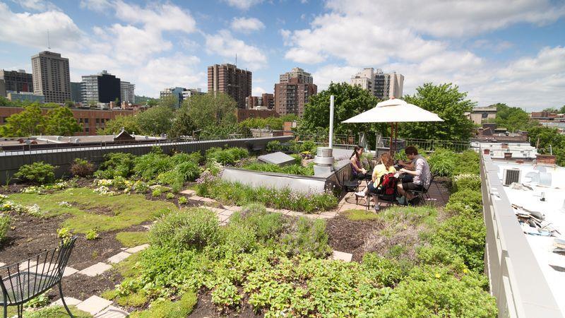 7.1.11. Green roof How about having a coffee or smoothie during breaks on top of the world in a green environment?