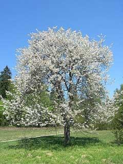Prunus avium Name English Dutch Max.