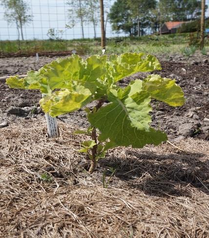 Brassica oleracea ramosa (N) Name English Dutch Max. height Brassica oleracea ramosa Perpetual Kale Eeuwige moes 1.