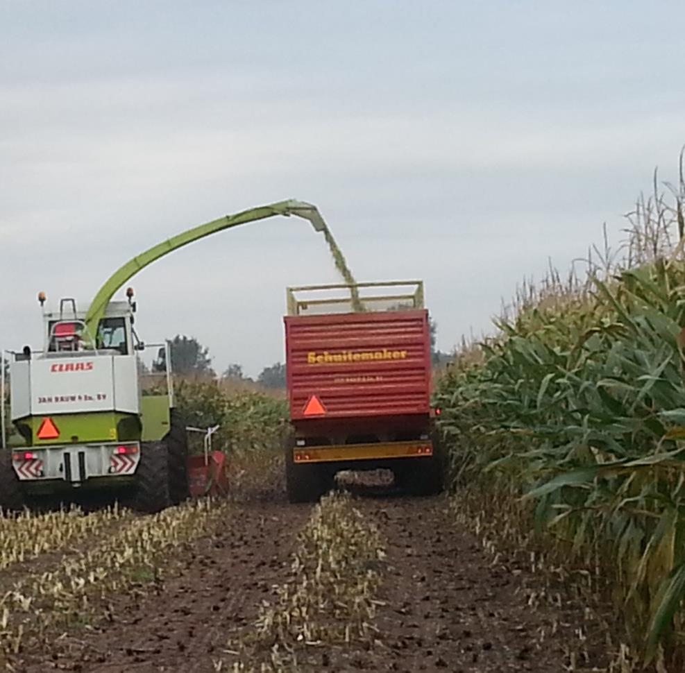 Experimentele opzet maïsvariëteit LG30-218, algemeen in NL, gezaaid op 15 mei 2013 rijpheid mais voortdurend gemeten tijdens groeiseizoen random selectie planten kruislings